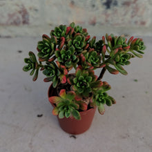 Load image into Gallery viewer, Aeonium sedifolium (3 Plants)
