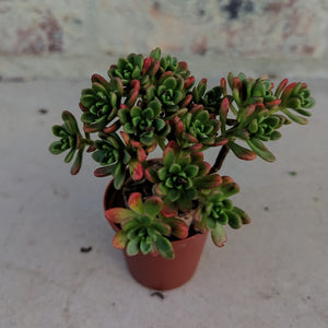 Aeonium sedifolium (3 Plants)