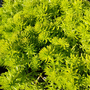 Sedum rupestra Angelina (3 Plants)