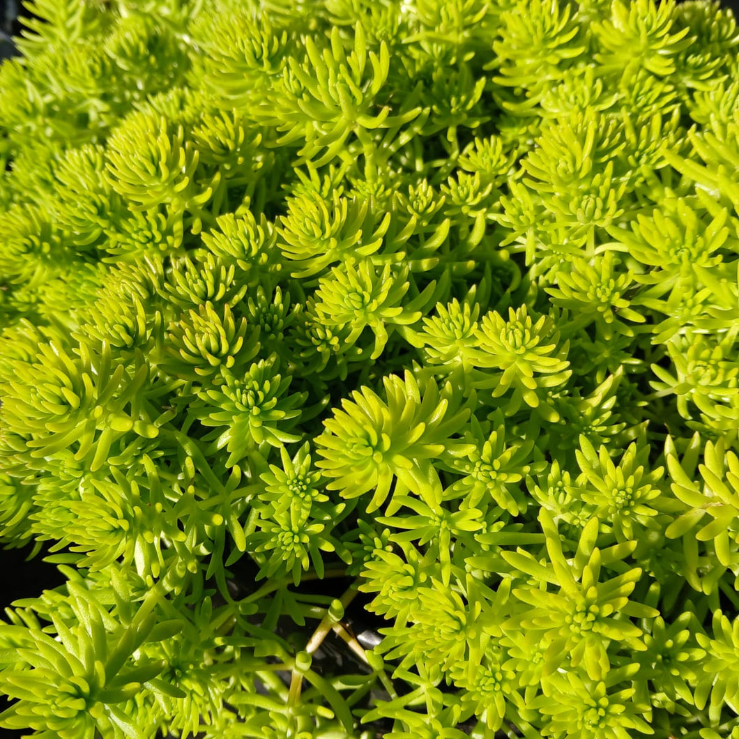 Sedum rupestra Angelina (3 Plants)