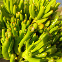 Load image into Gallery viewer, Crassula ovata Horn Tree (3 Plants)
