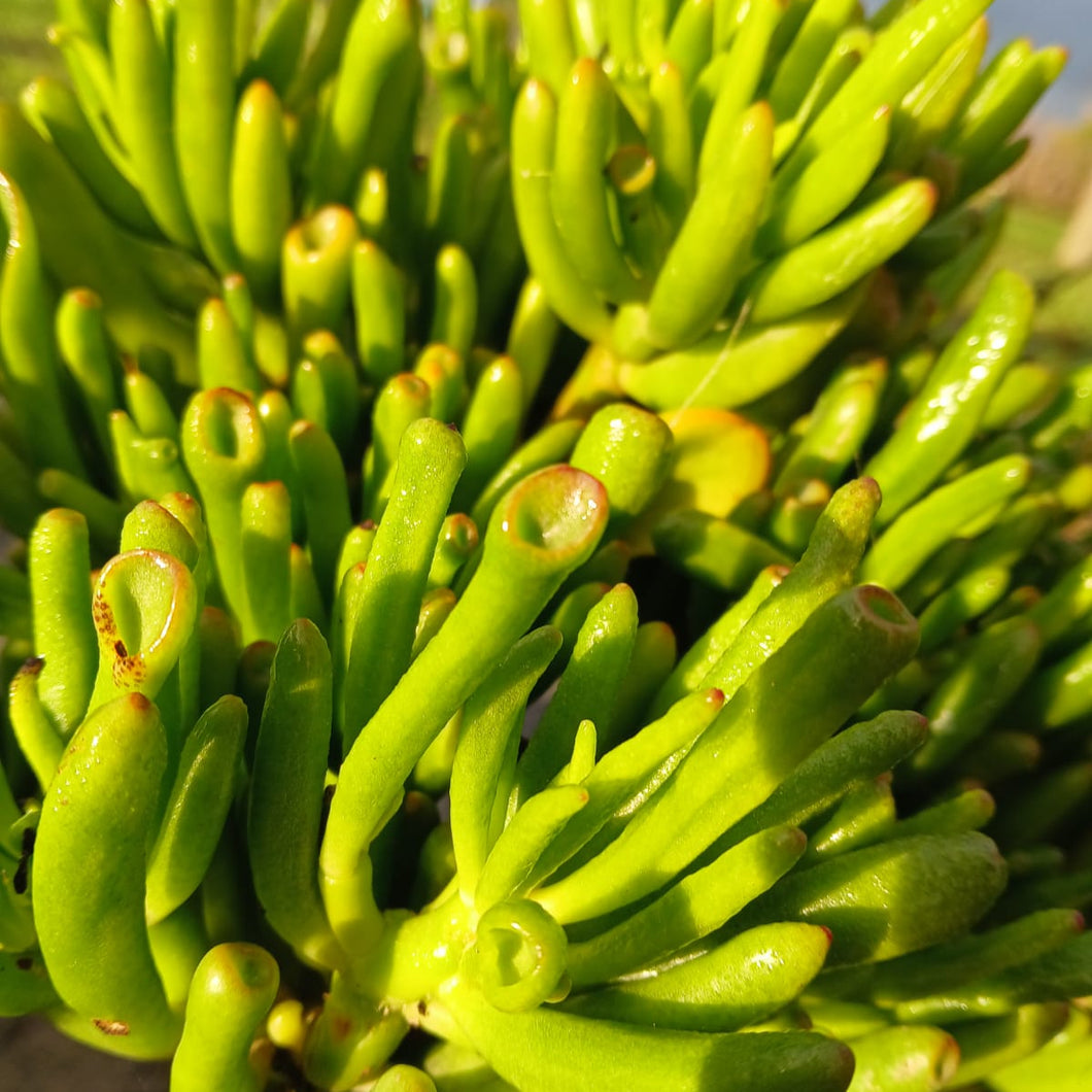 Crassula ovata Horn Tree (3 Plants)