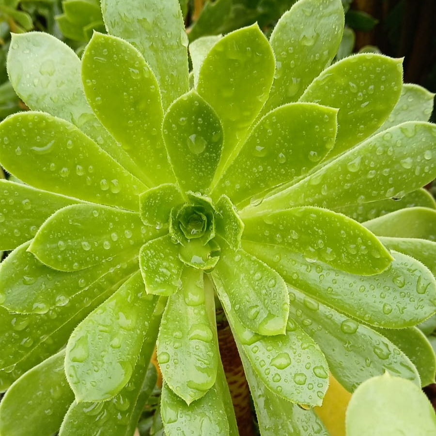 Aeonium arboreum (3 Plants)