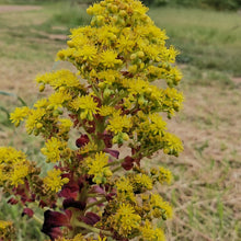 Load image into Gallery viewer, Aeonium Choc Cola (3 Plants)
