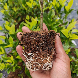Gardenia augusta