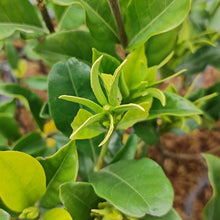 Load image into Gallery viewer, Gardenia augusta
