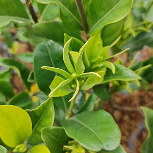 Gardenia augusta