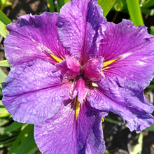 Load image into Gallery viewer, Louisiana Iris Inn Keeper
