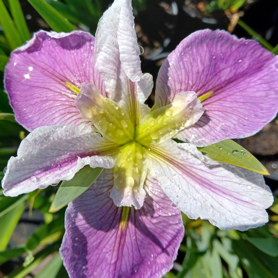 Louisiana Iris Colorific
