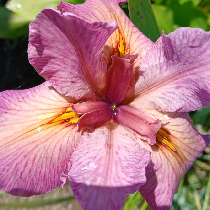 Louisiana Iris Top Notch