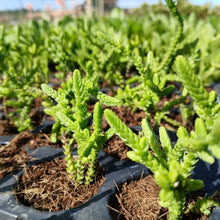 Load image into Gallery viewer, Crassula Rastafari (3 Plants)
