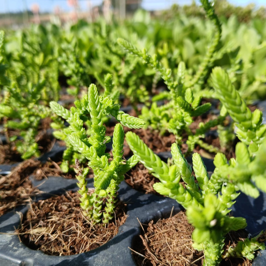 Crassula Rastafari (3 Plants)