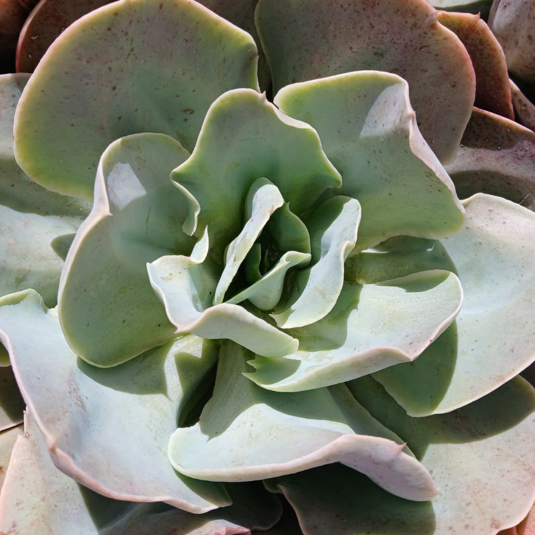 Echeveria Santa Fe' (3 Plants)