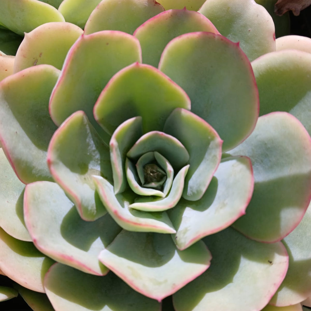 Echeveria Seattle Blue