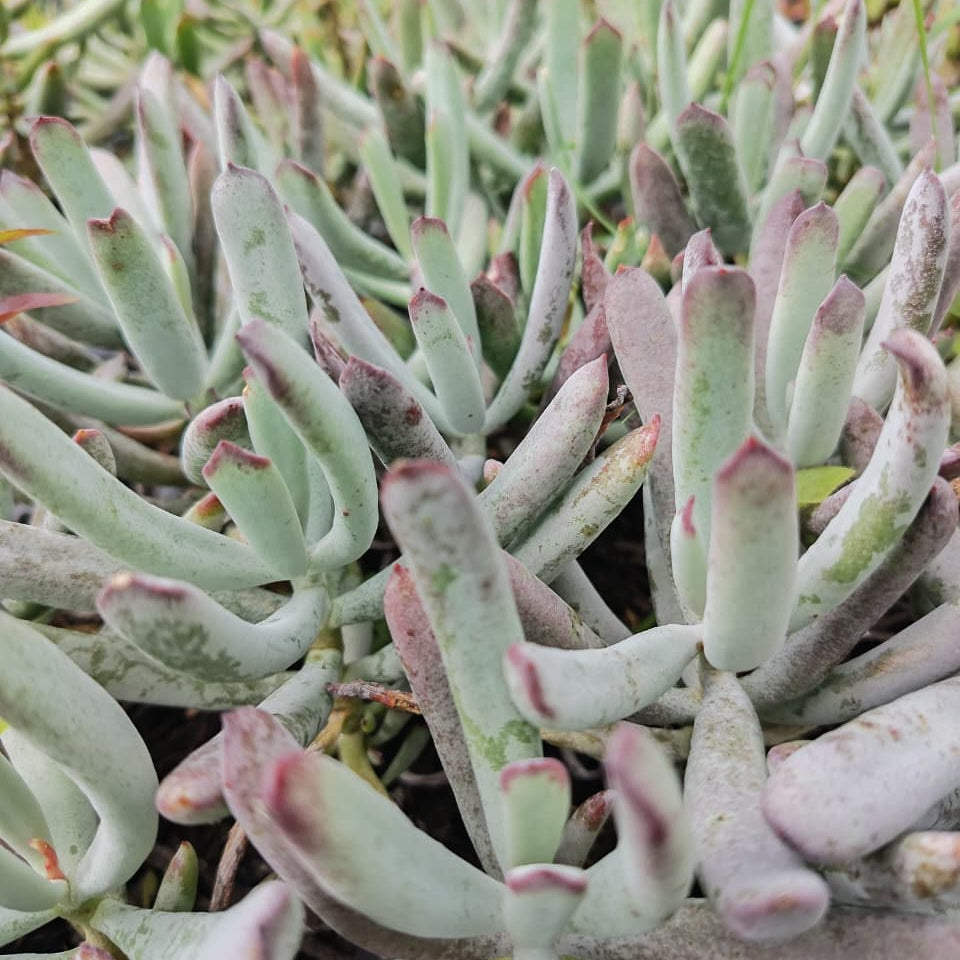Cotyledon Hydra Noir (3 Plants)