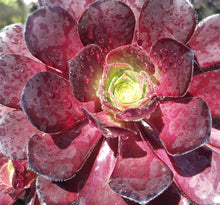 Load image into Gallery viewer, Aeonium Collection (15 Young Plants)
