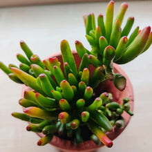 Load image into Gallery viewer, Crassula Collection (15 Young Plants)
