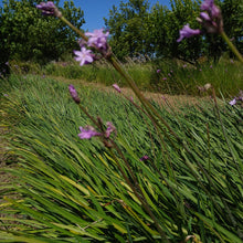 Load image into Gallery viewer, Tulbaghia violacea Kilimanjaro

