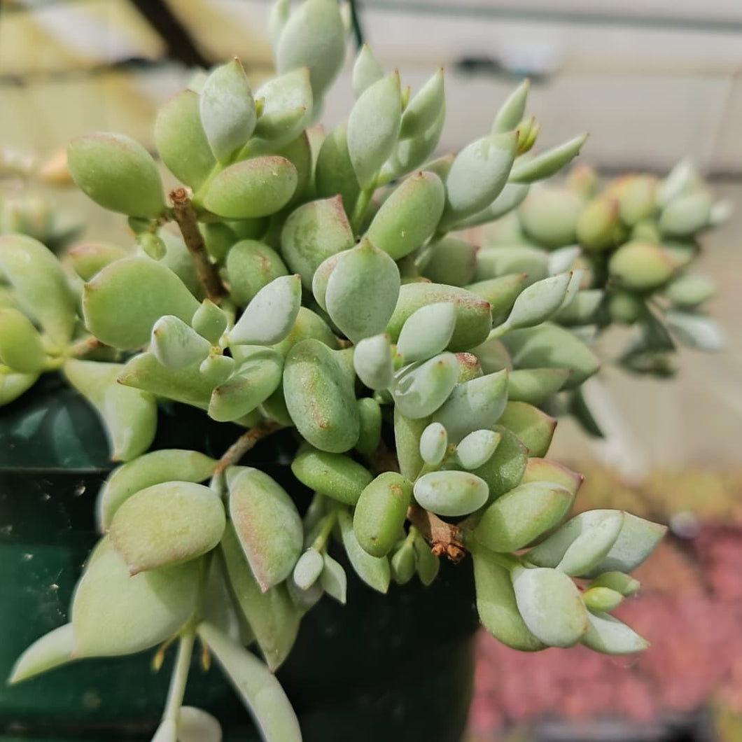 Cotyledon pendens (Cliff Cotyledon) (3 Plants)