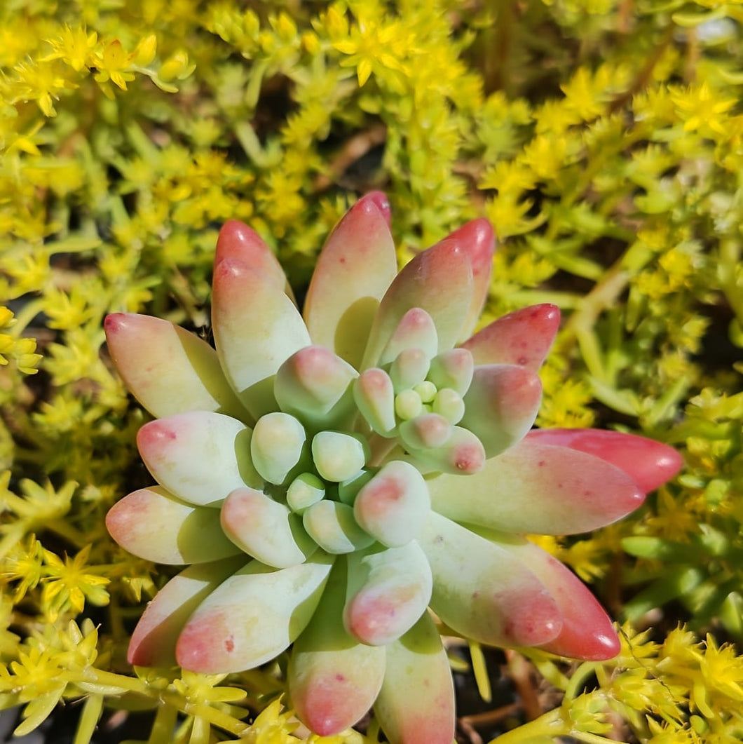 Sedum Fat Fred (3 Plants)