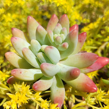 Load image into Gallery viewer, Sedum Fat Fred (3 Plants)
