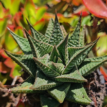 Load image into Gallery viewer, Haworthiopsis limifolia (1 Plant)
