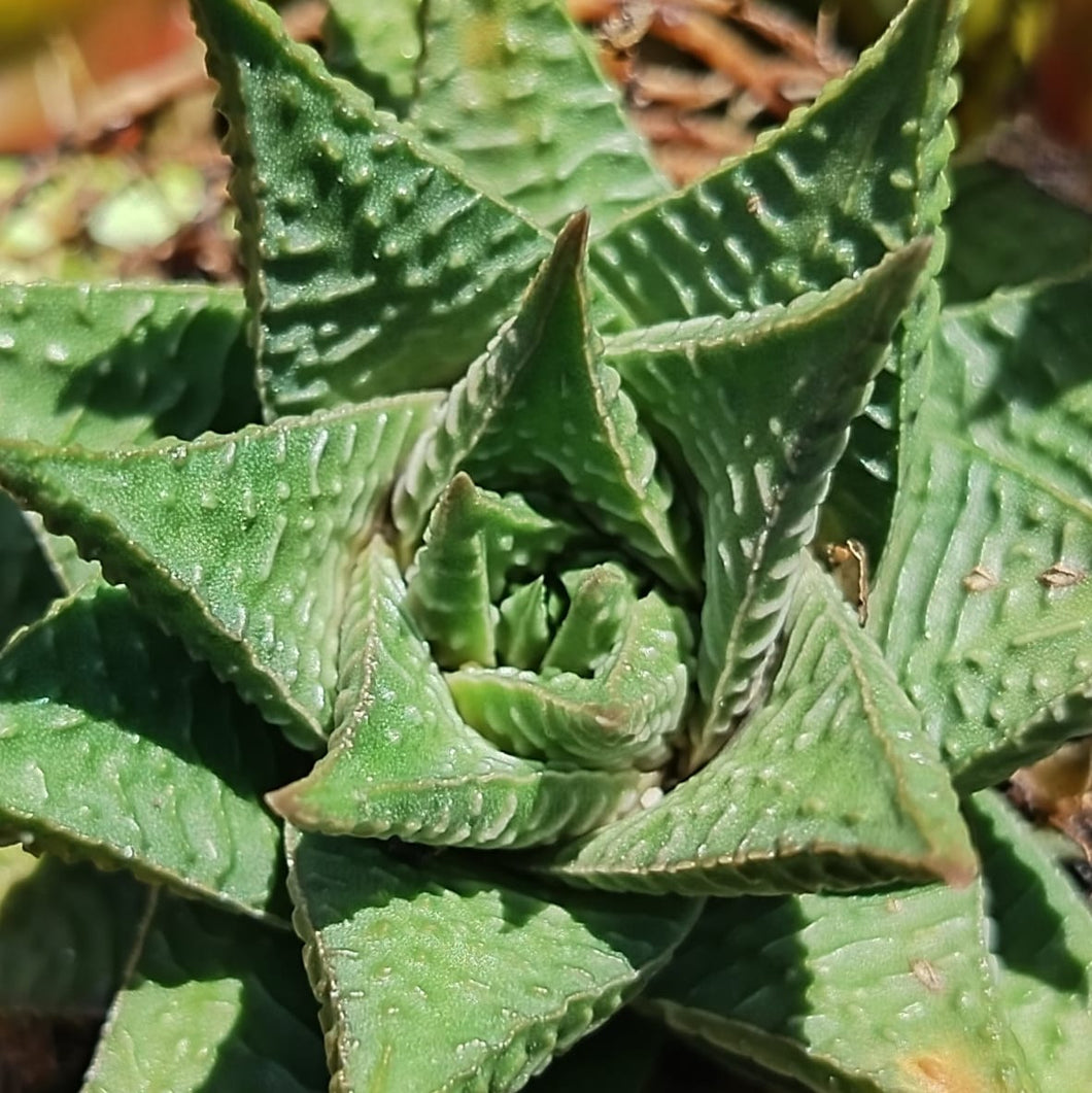 Haworthiopsis limifolia (1 Plant)