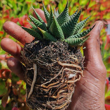 Load image into Gallery viewer, Haworthiopsis limifolia (1 Plant)
