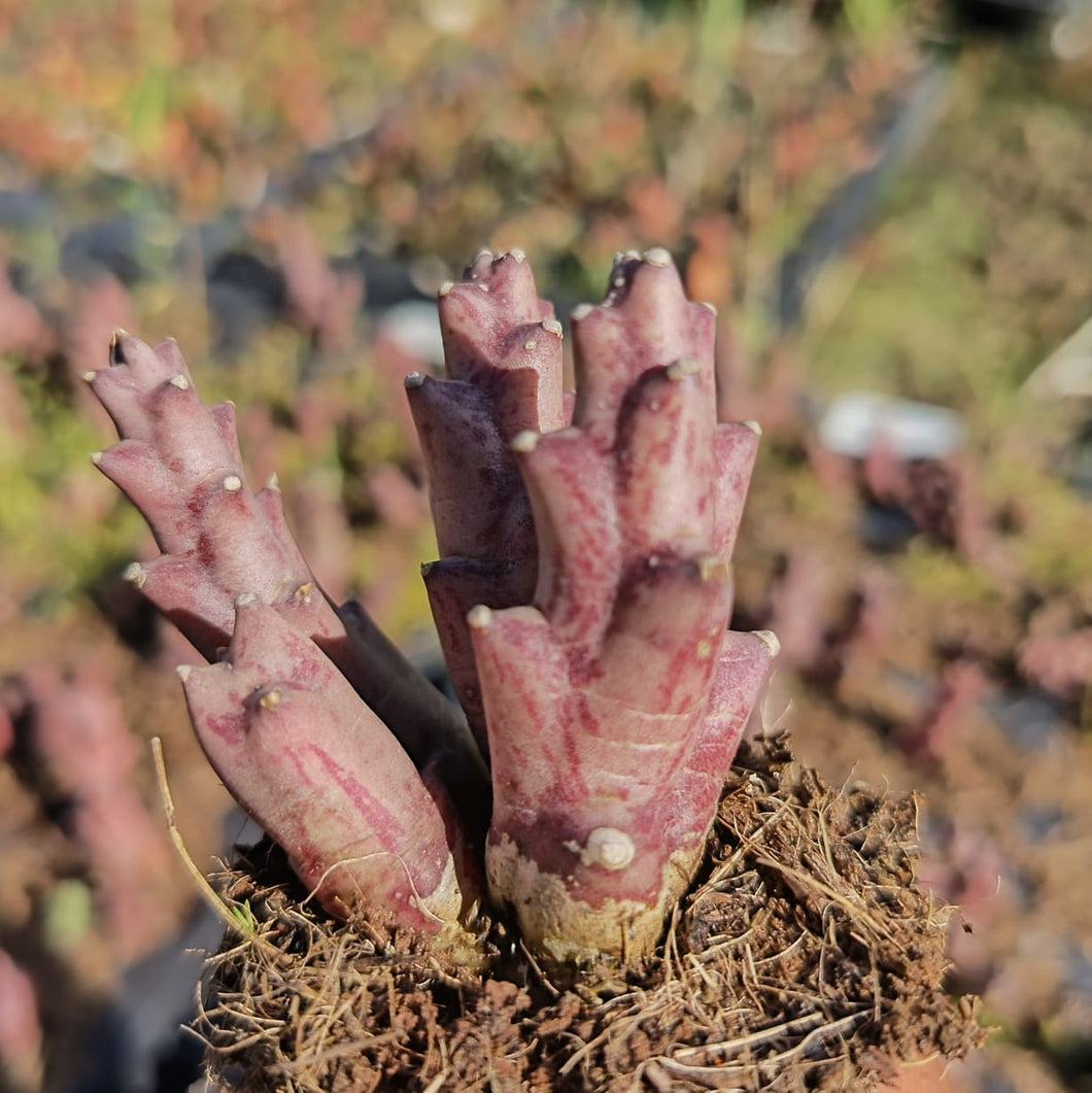 Orbea Variegata (3 Plants)
