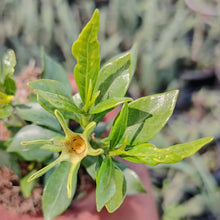 Load image into Gallery viewer, Gardenia Little sweetheart
