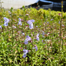 Load image into Gallery viewer, Salvia Beautiful blue (1 Plant)
