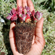 Load image into Gallery viewer, Kalanchoe Humilis (3 Plants)
