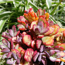 Load image into Gallery viewer, Kalanchoe Humilis (3 Plants)
