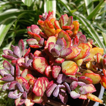 Load image into Gallery viewer, Kalanchoe Humilis (3 Plants)
