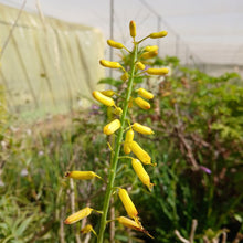 Load image into Gallery viewer, Aloiampelos tenuior yellow (3 Plants)
