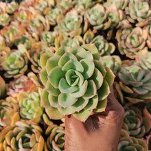 Load image into Gallery viewer, Echeveria Alberta (3 Plants)
