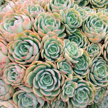 Load image into Gallery viewer, Echeveria Alberta (3 Plants)
