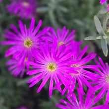 Load image into Gallery viewer, Lamparathus large Purple (3 YOUNG Plants)
