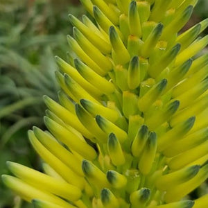 Aloe arborescens Phillip Le Roux (3 Plants)
