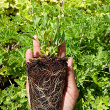 Load image into Gallery viewer, Salvia Chamaelegnea (1 Plant)
