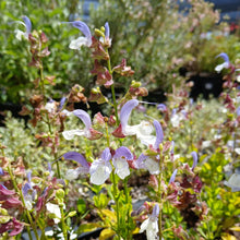 Load image into Gallery viewer, Salvia Chamaelegnea (1 Plant)
