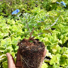 Load image into Gallery viewer, Evolvulus 'Blue Summer' (1 PLANT)
