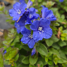 Load image into Gallery viewer, Evolvulus 'Blue Summer' (1 PLANT)
