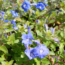 Load image into Gallery viewer, Evolvulus 'Blue Summer' (1 PLANT)
