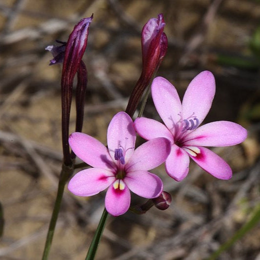 Freesia Verrucosa
