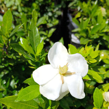 Load image into Gallery viewer, Gardenia Little sweetheart
