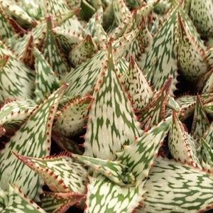 Aloe Queen Marowa (1 Plant) NEW/RARE