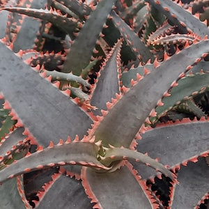 Aloe Red Jaw (1 Plant) NEW/RARE