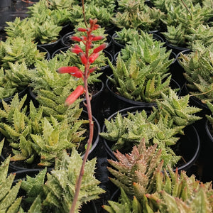 Aloe juvenna (3 Plants)