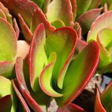 Load image into Gallery viewer, Kalanchoe Mambo (3 Plants)
